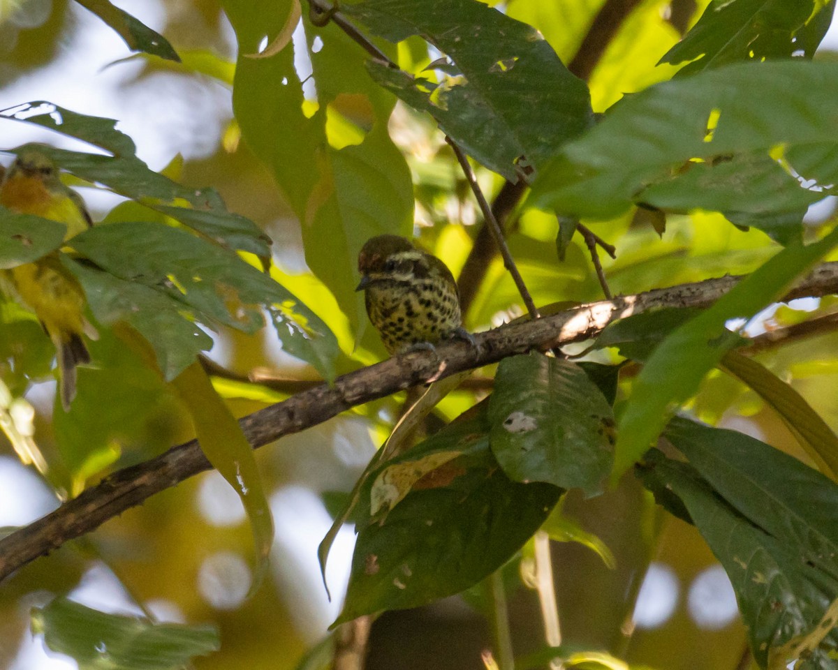 Speckled Piculet - ML610194087