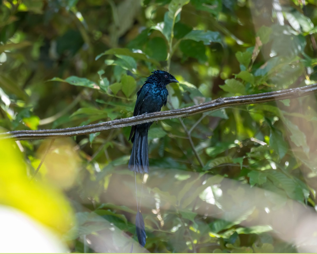 Lesser Racket-tailed Drongo - ML610194093