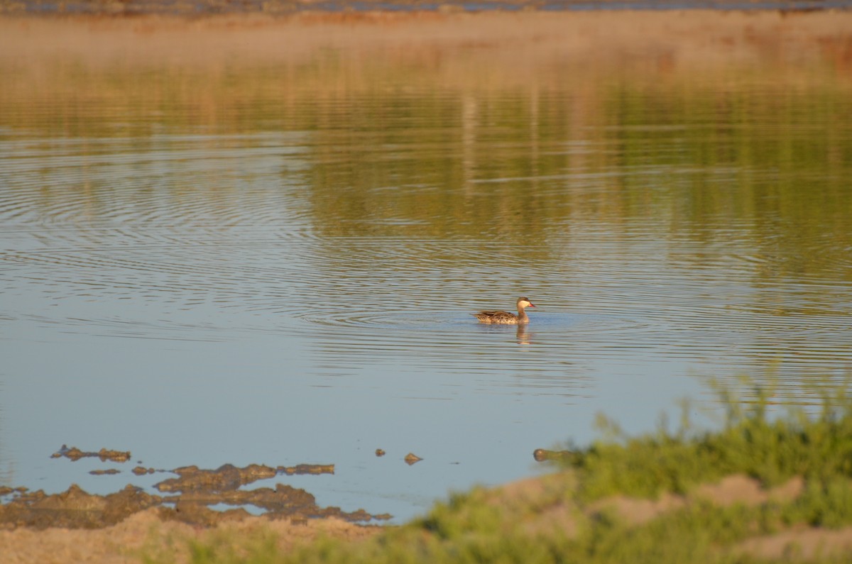 Red-billed Duck - ML610194096