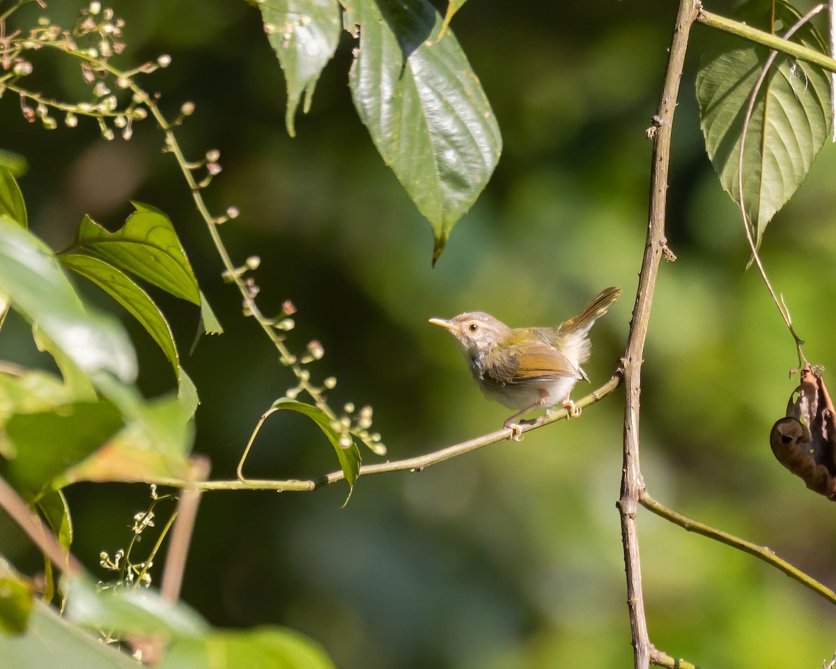 Common Tailorbird - ML610194102