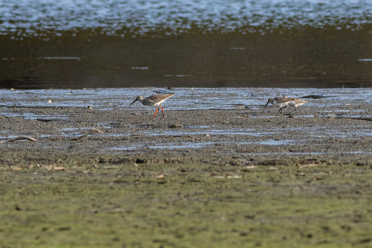 rødstilk - ML610194274