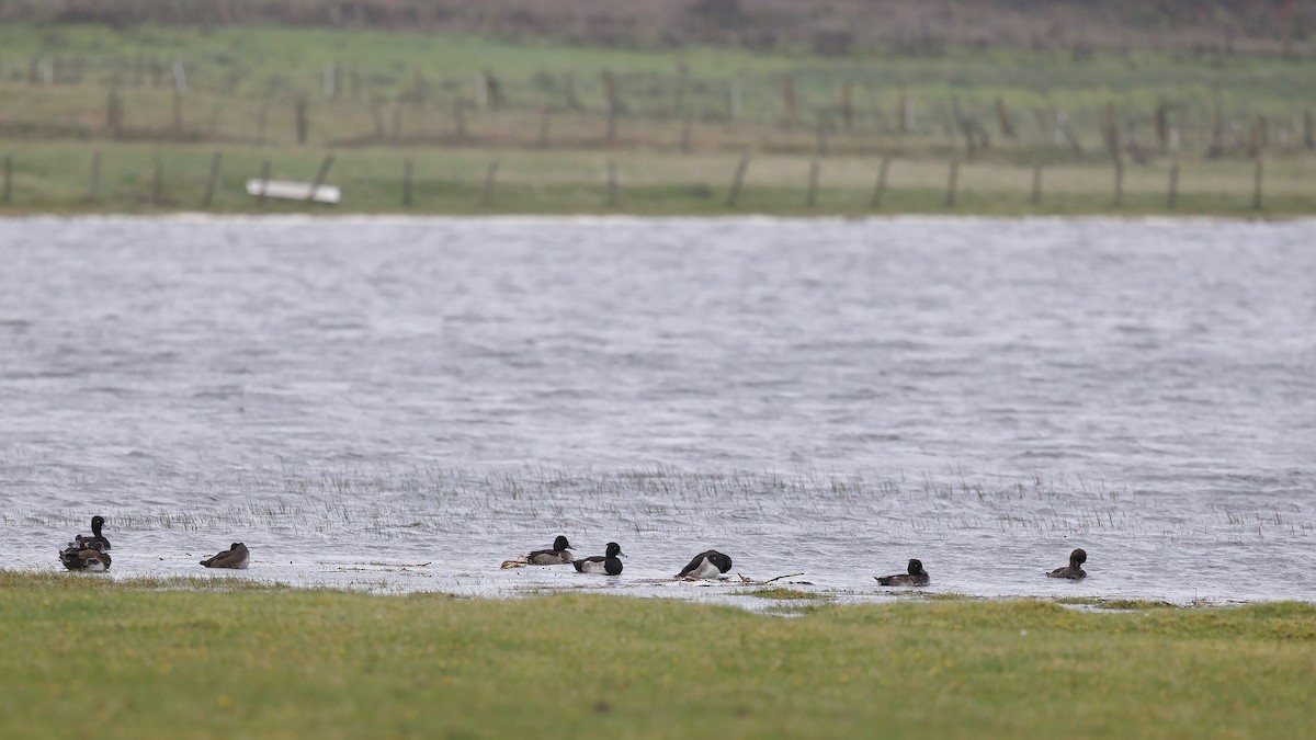 Ring-necked Duck - Josh Jones