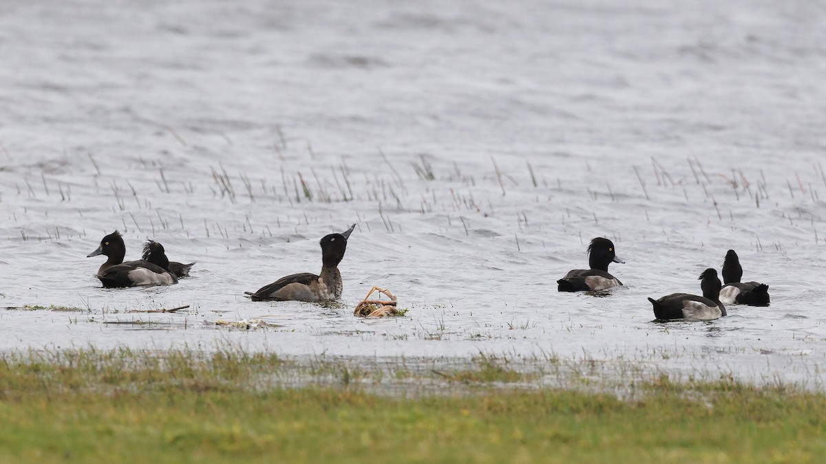 Ring-necked Duck - Josh Jones