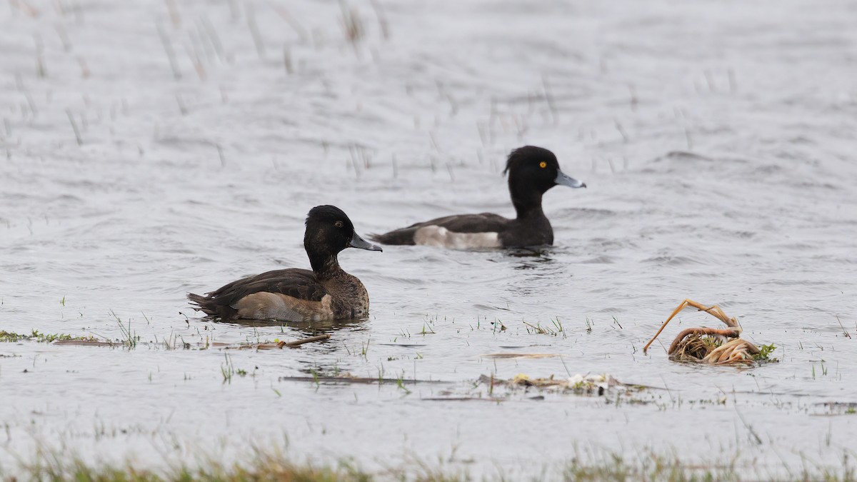 Ring-necked Duck - ML610194289