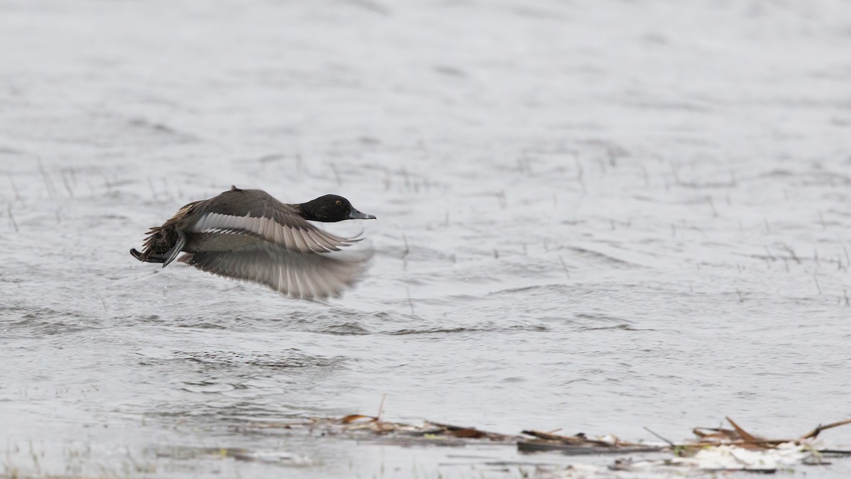 Ring-necked Duck - Josh Jones