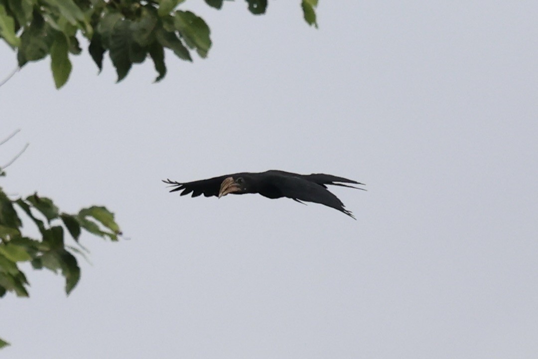 Sulawesi Hornbill - ML610194380