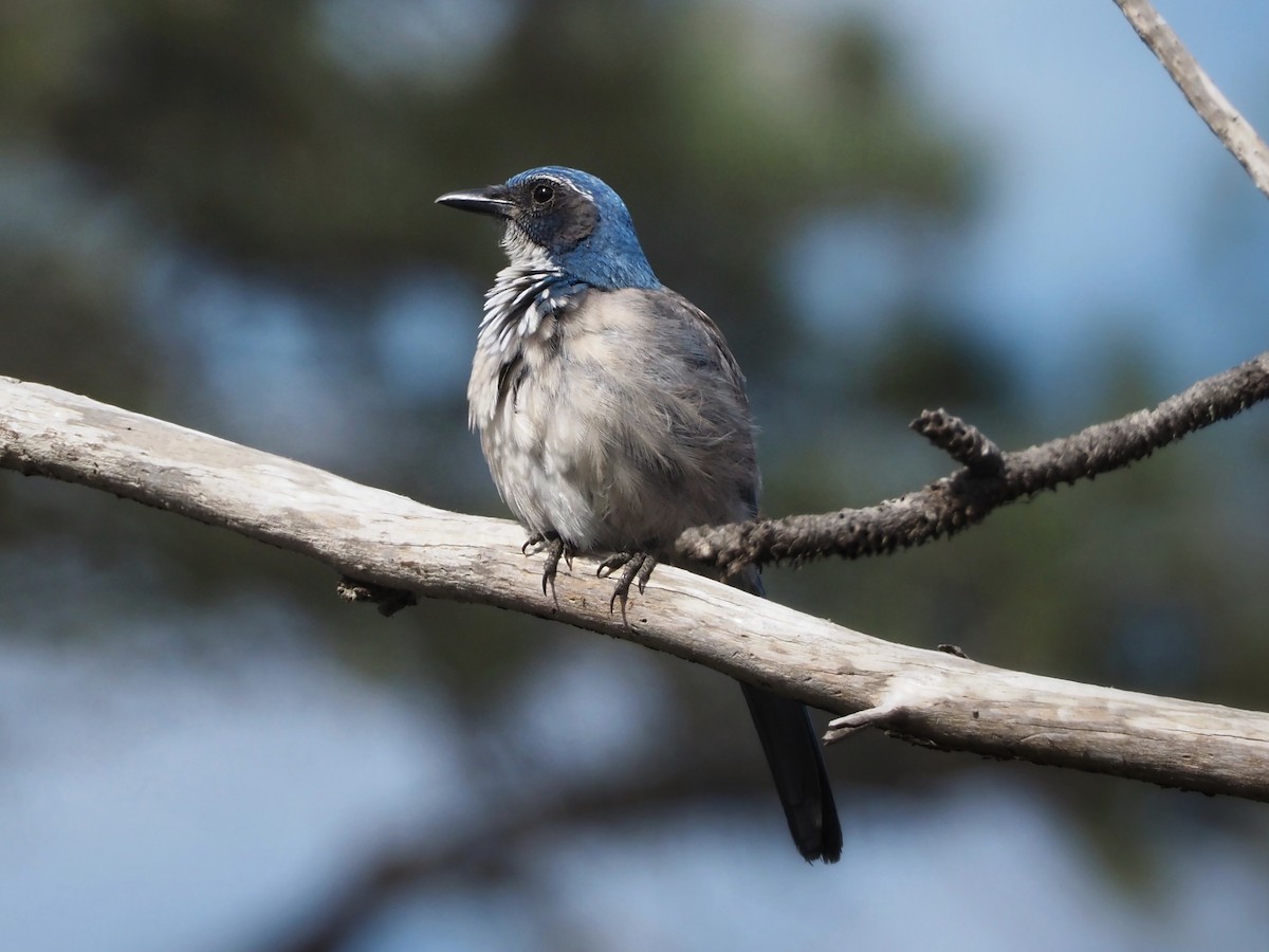 California Scrub-Jay - ML610194474