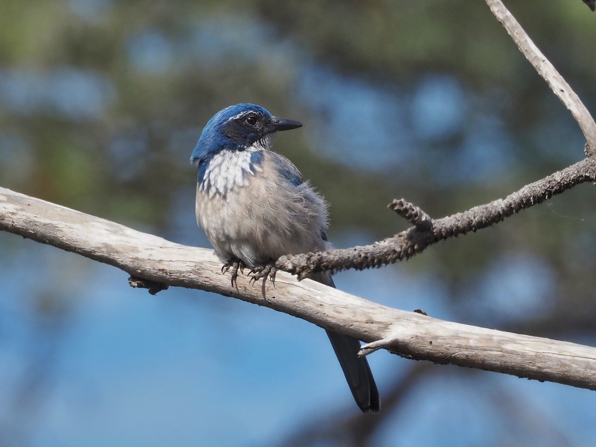 California Scrub-Jay - ML610194475