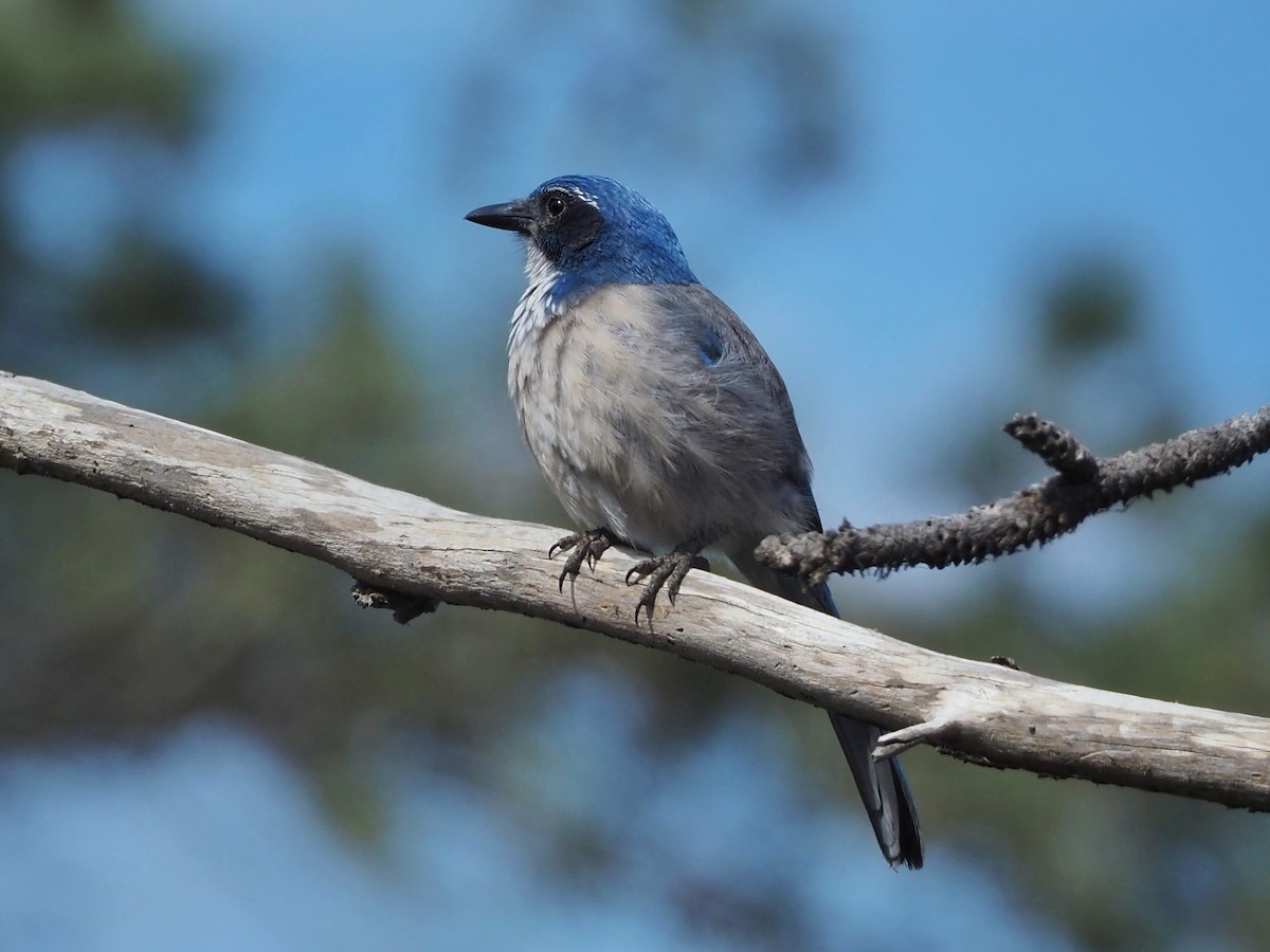 California Scrub-Jay - ML610194476
