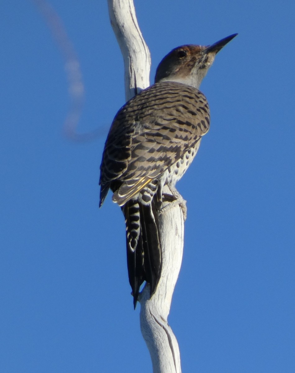 Northern Flicker (Yellow-shafted x Red-shafted) - ML610194478