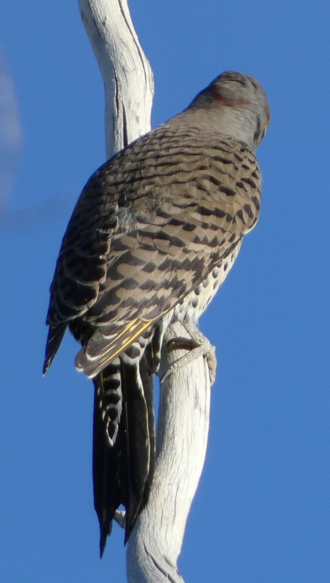 Northern Flicker (Yellow-shafted x Red-shafted) - ML610194480