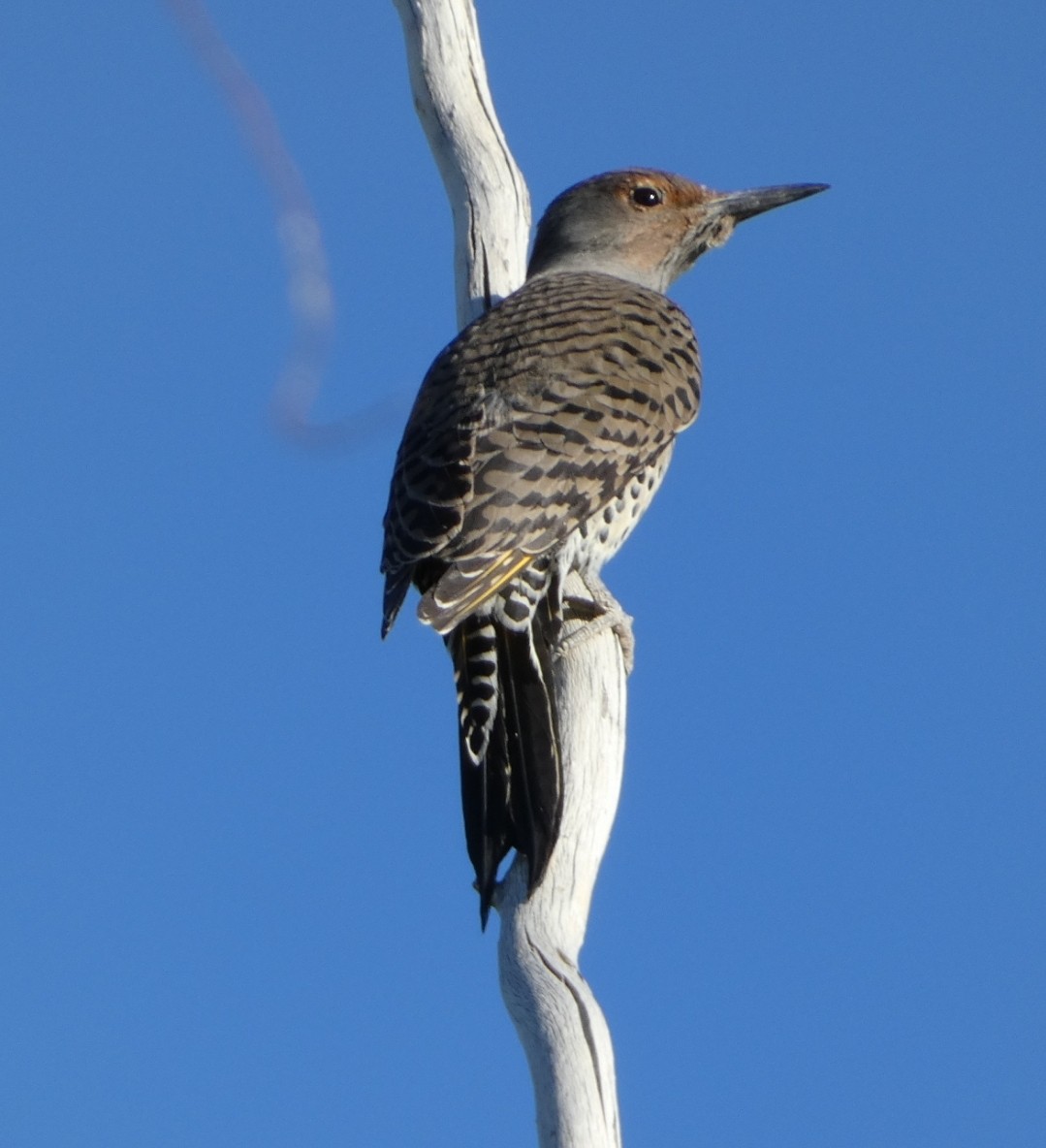 Northern Flicker (Yellow-shafted x Red-shafted) - ML610194483