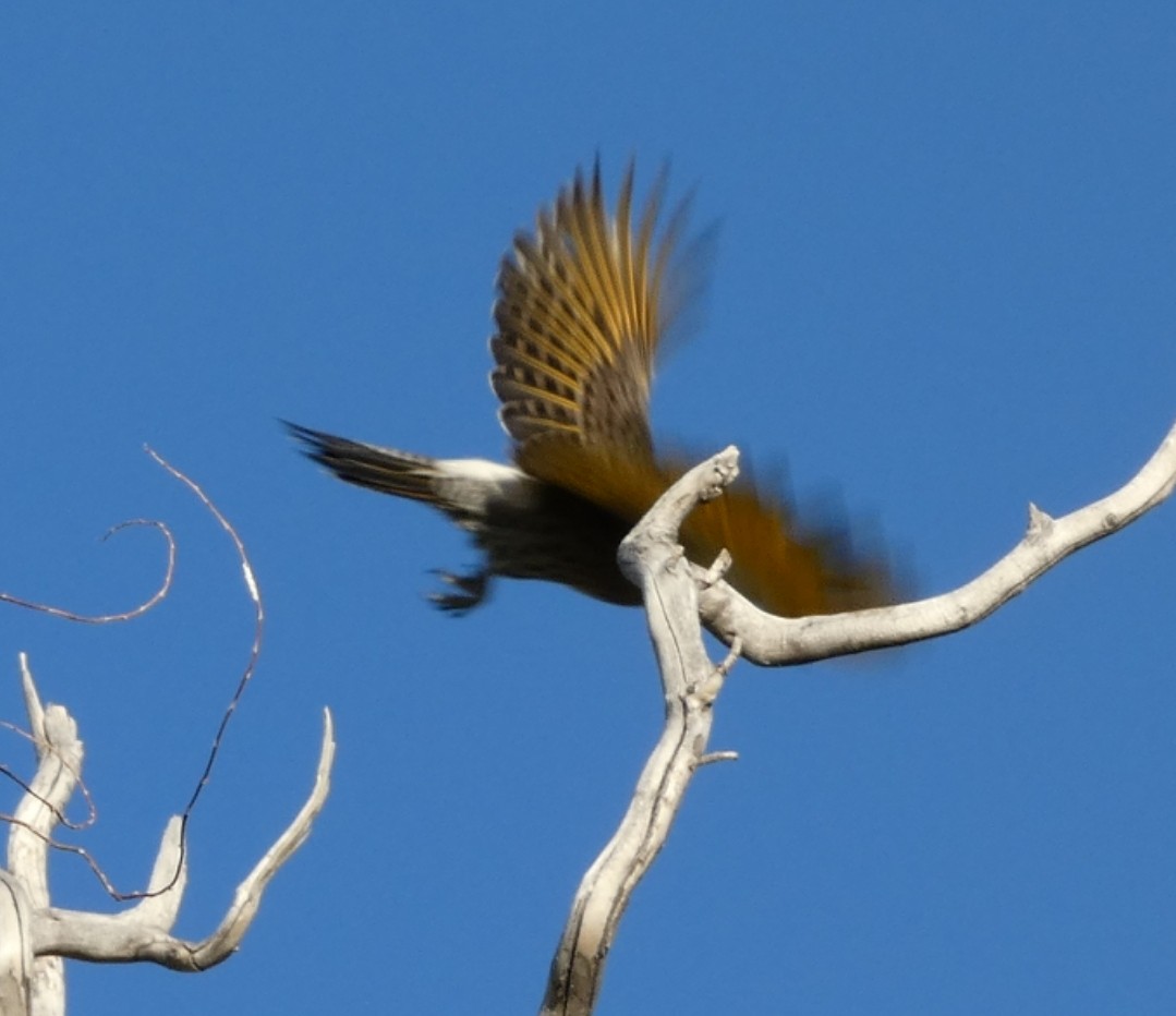 Northern Flicker (Yellow-shafted x Red-shafted) - ML610194492