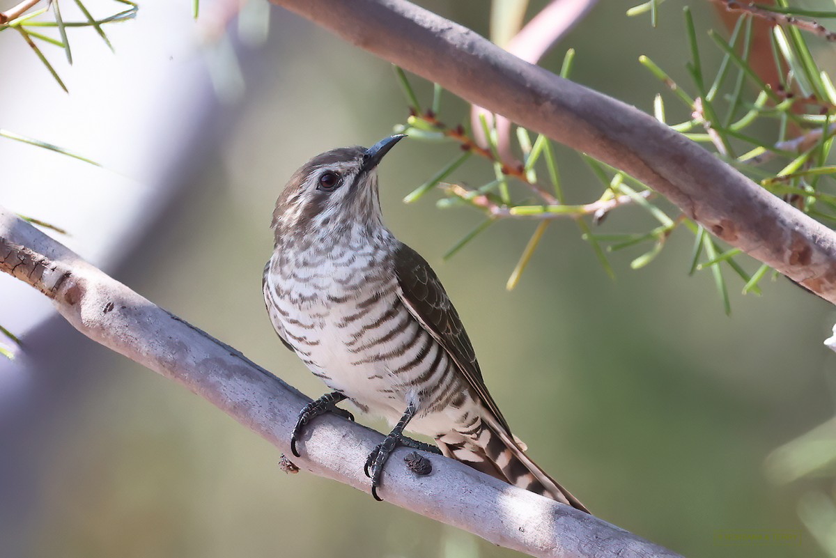 Horsfield's Bronze-Cuckoo - ML610194535