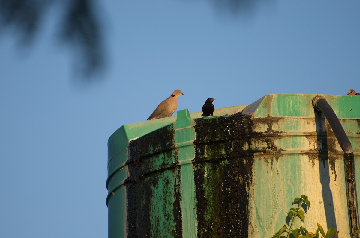 Mourning Collared-Dove - ML610194568