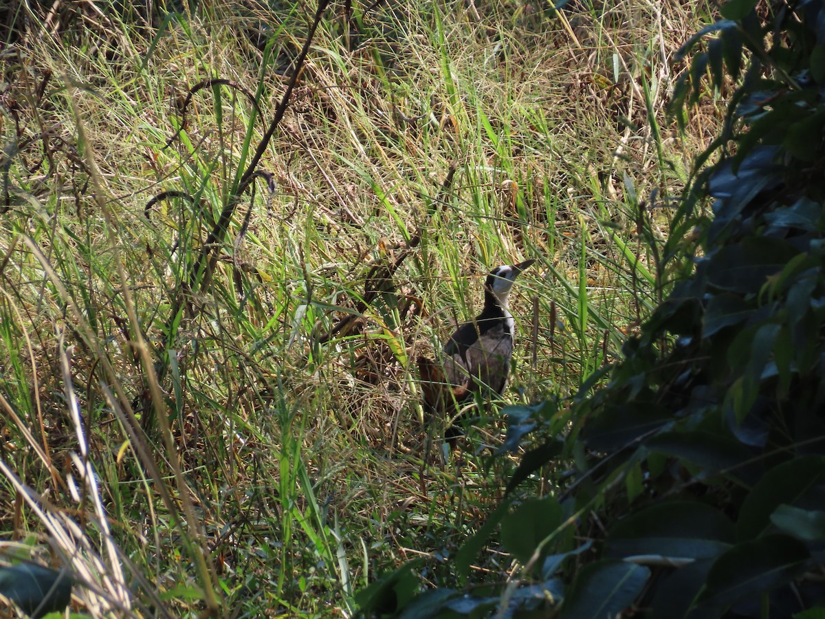 White-breasted Waterhen - ML610194599