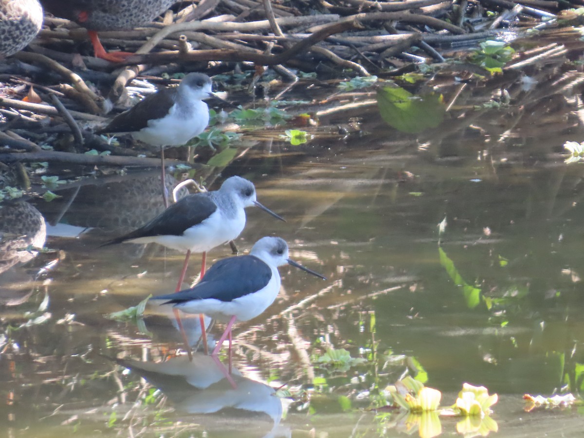 Black-winged Stilt - Chinmay Sawant