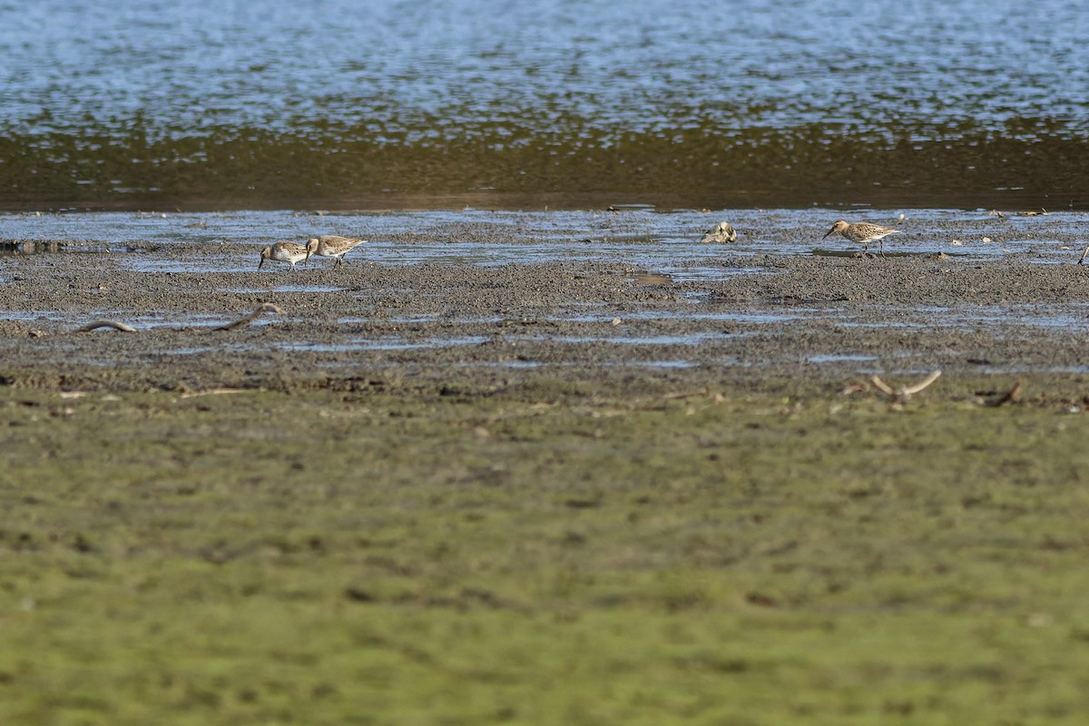 myrsnipe - ML610194611