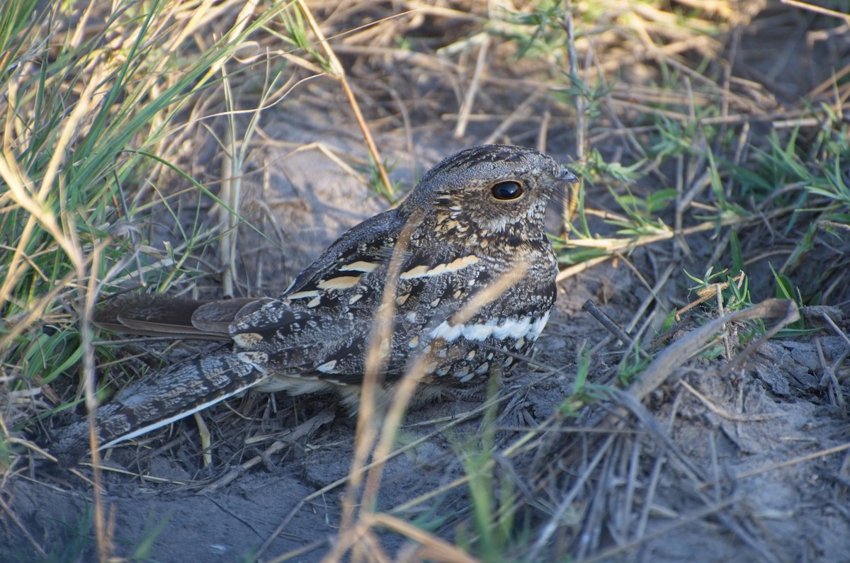 Square-tailed Nightjar - ML610194666