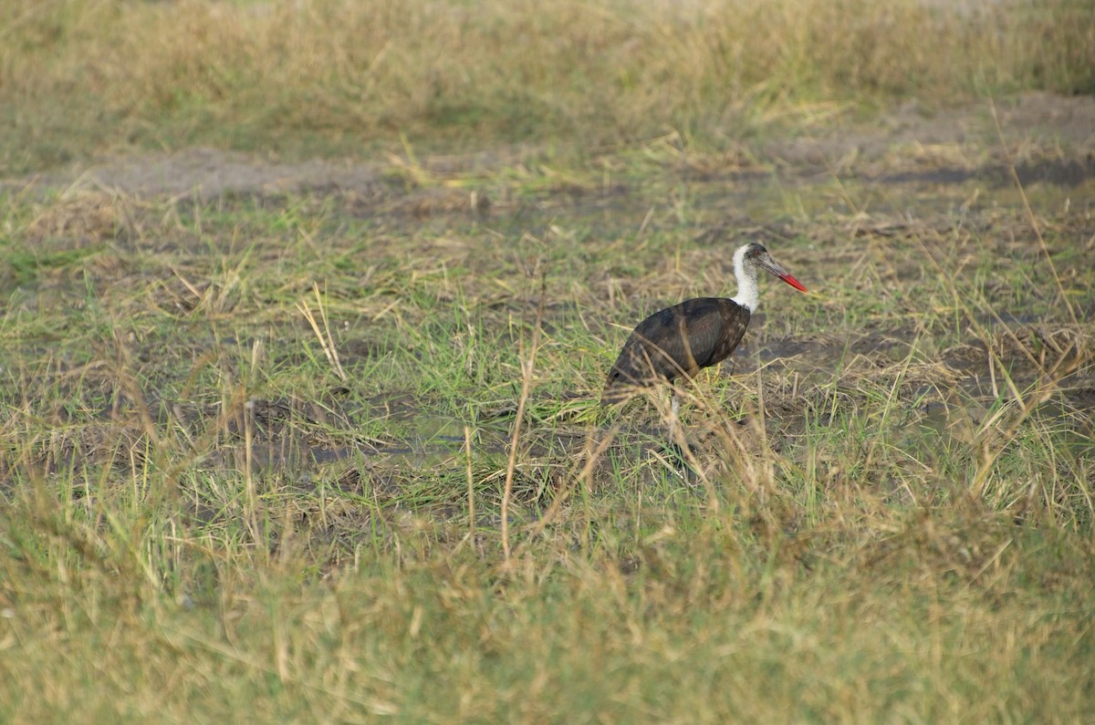 African Woolly-necked Stork - ML610194668