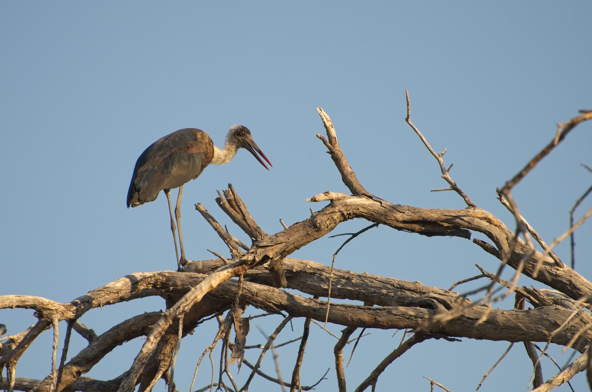 African Woolly-necked Stork - ML610194669