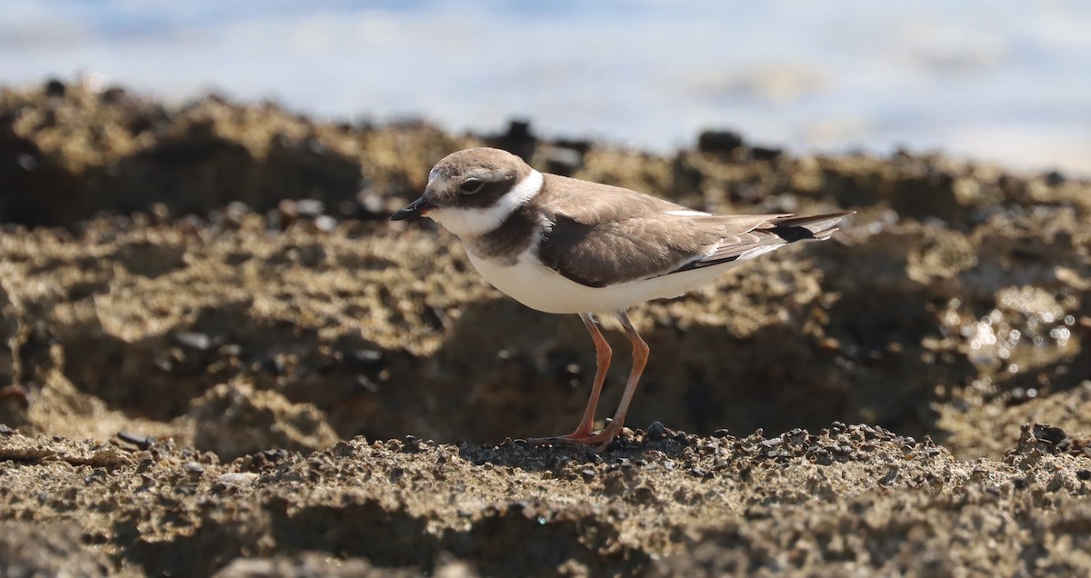 Common Ringed Plover - ML610194701