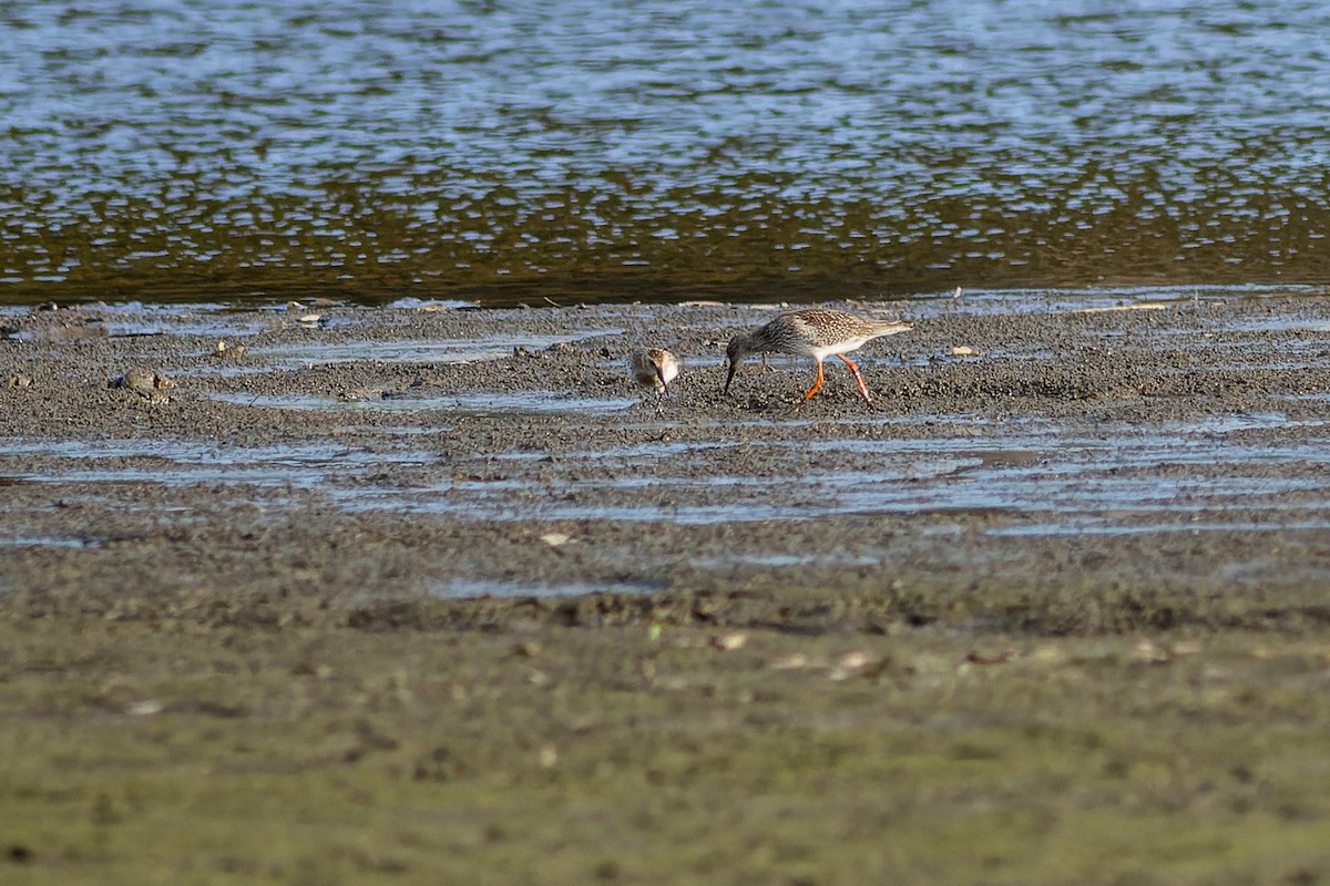 rødstilk - ML610194724