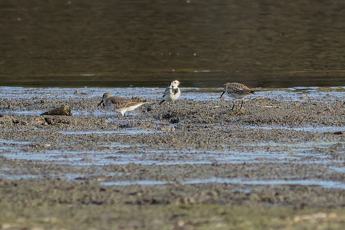 linerle - ML610194735