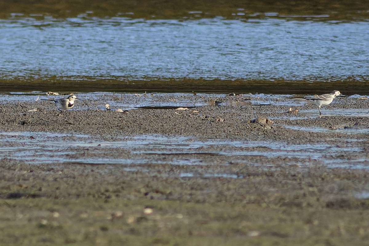 linerle - ML610194736