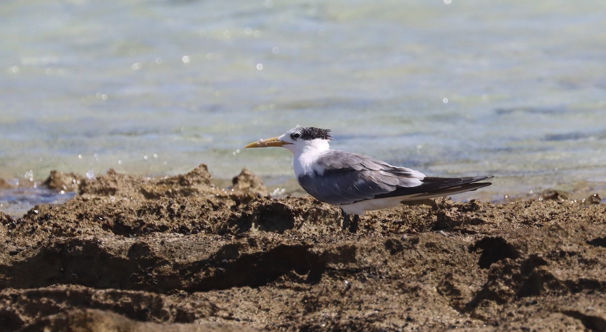 Great Crested Tern - ML610194737