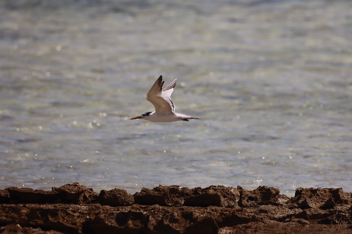 Great Crested Tern - ML610194774
