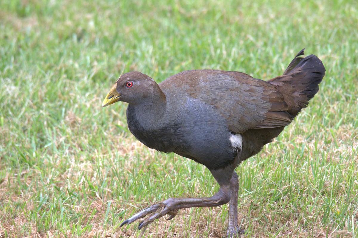 Grünfuß-Teichhuhn - ML610194787