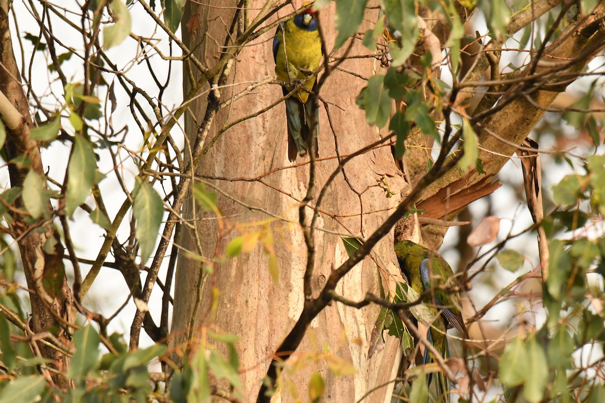 Green Rosella - ML610194794