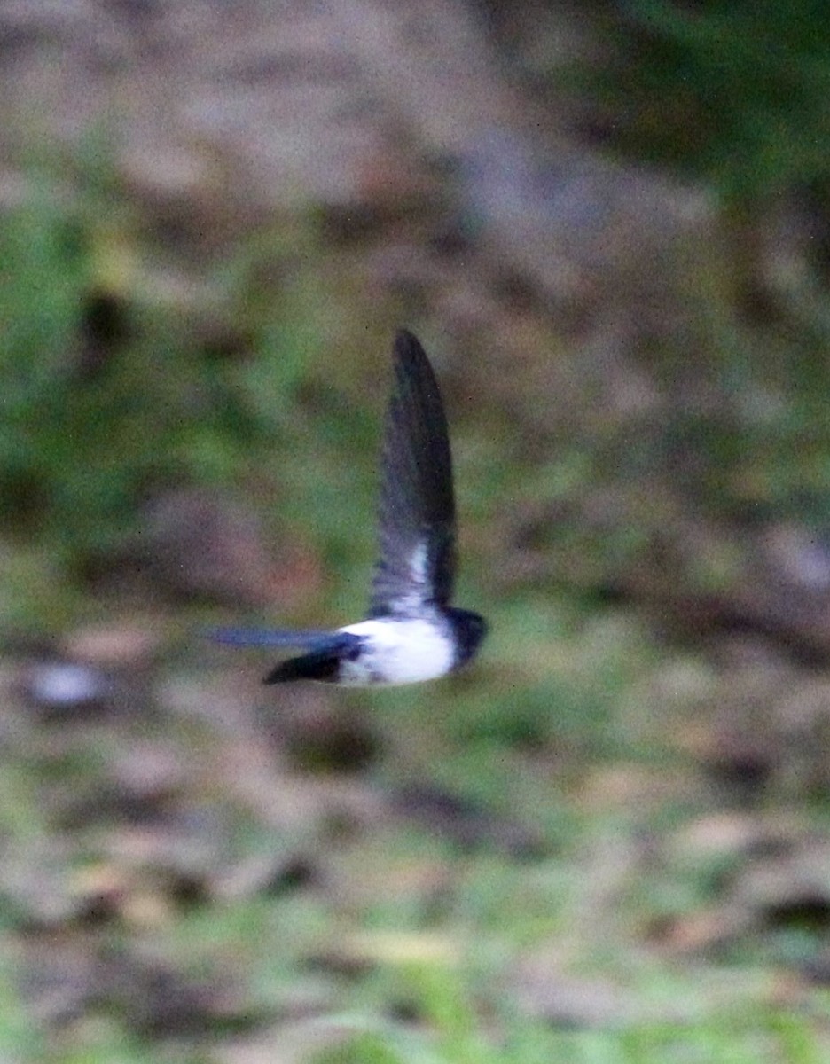 White-rumped Swiftlet - colette sheppard