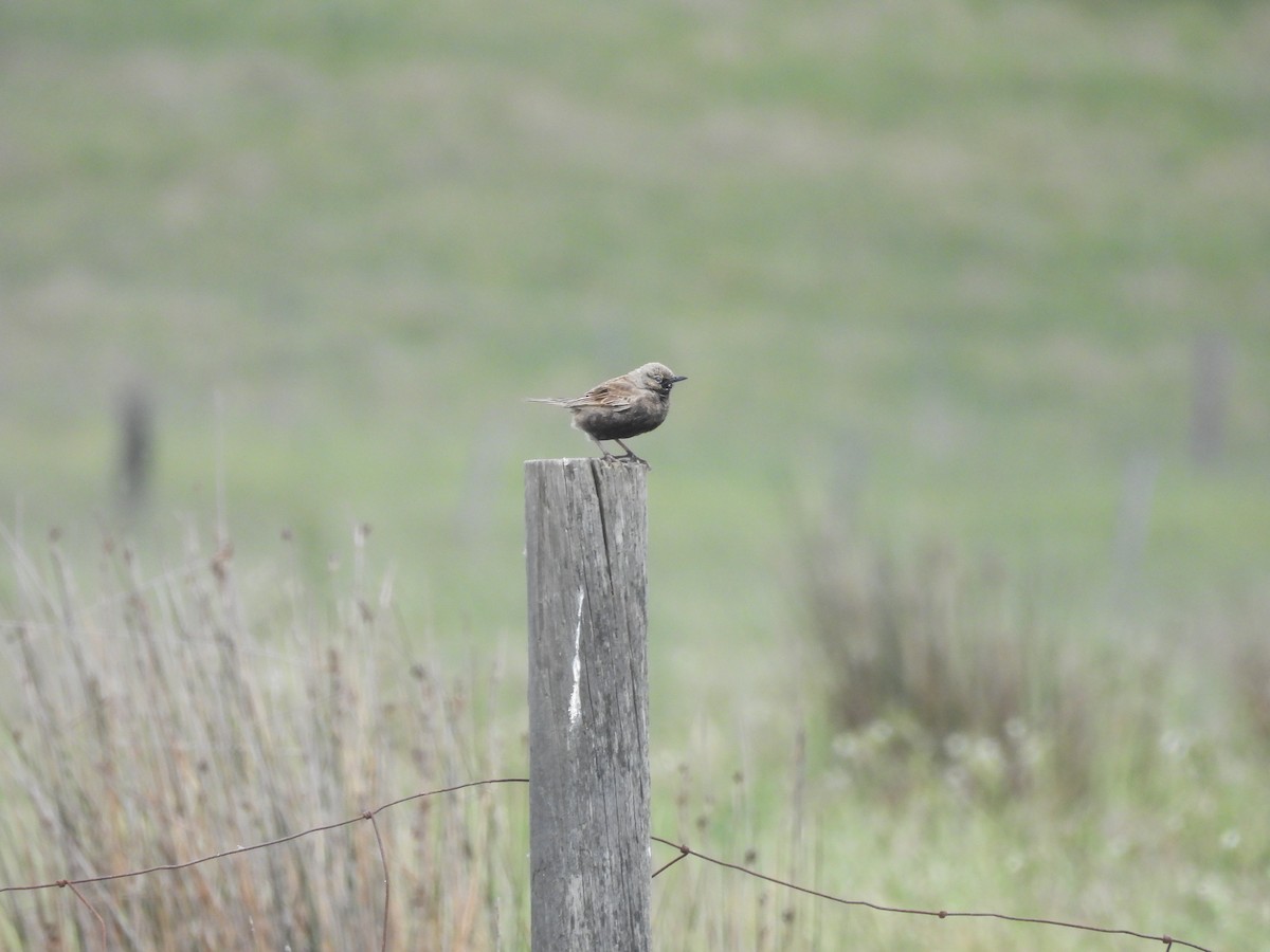 Brown Songlark - ML610194865