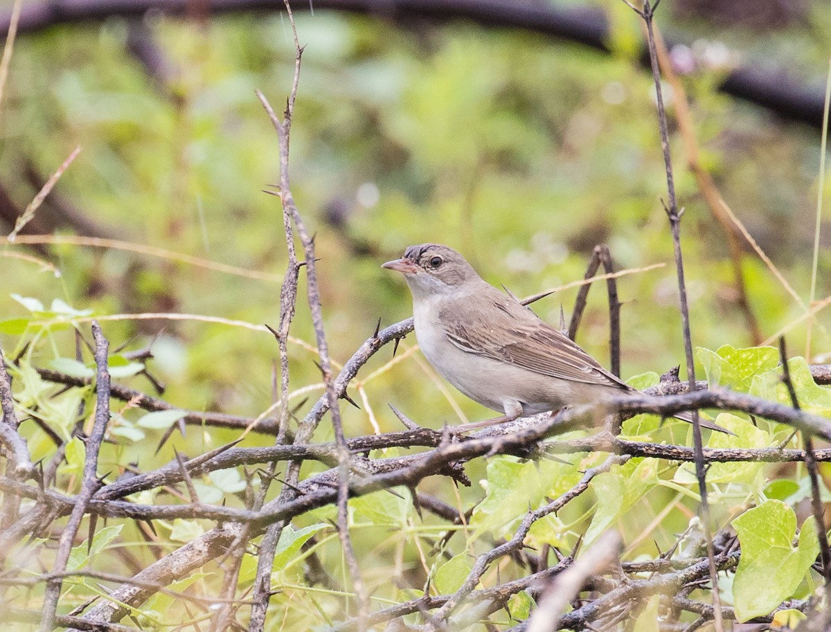 Greater Whitethroat - ML610194867