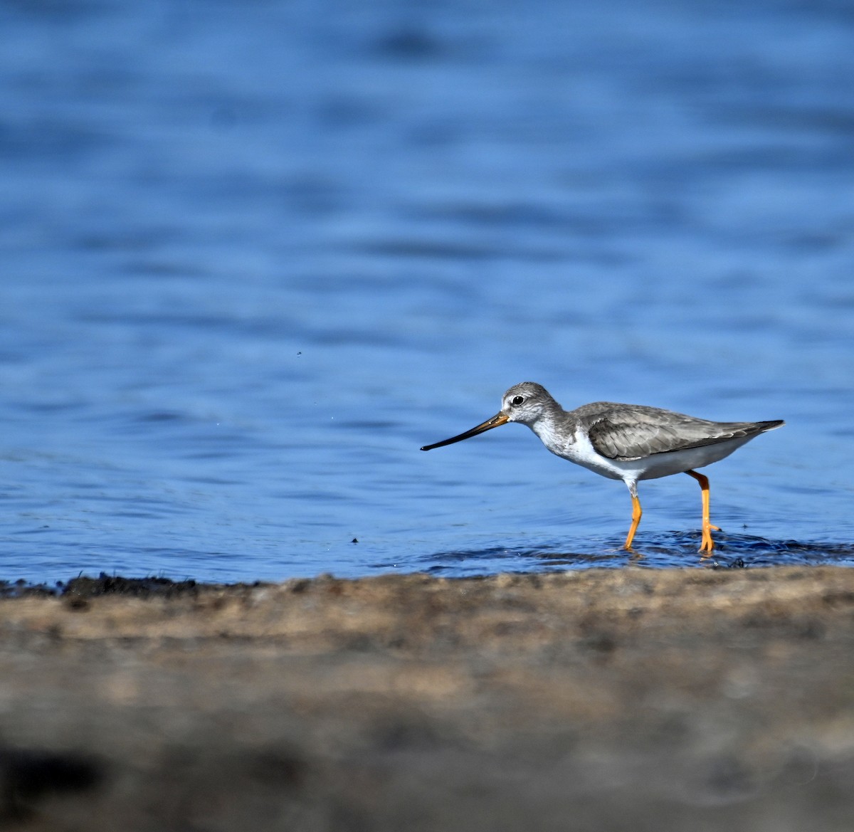 Terekwasserläufer - ML610194875