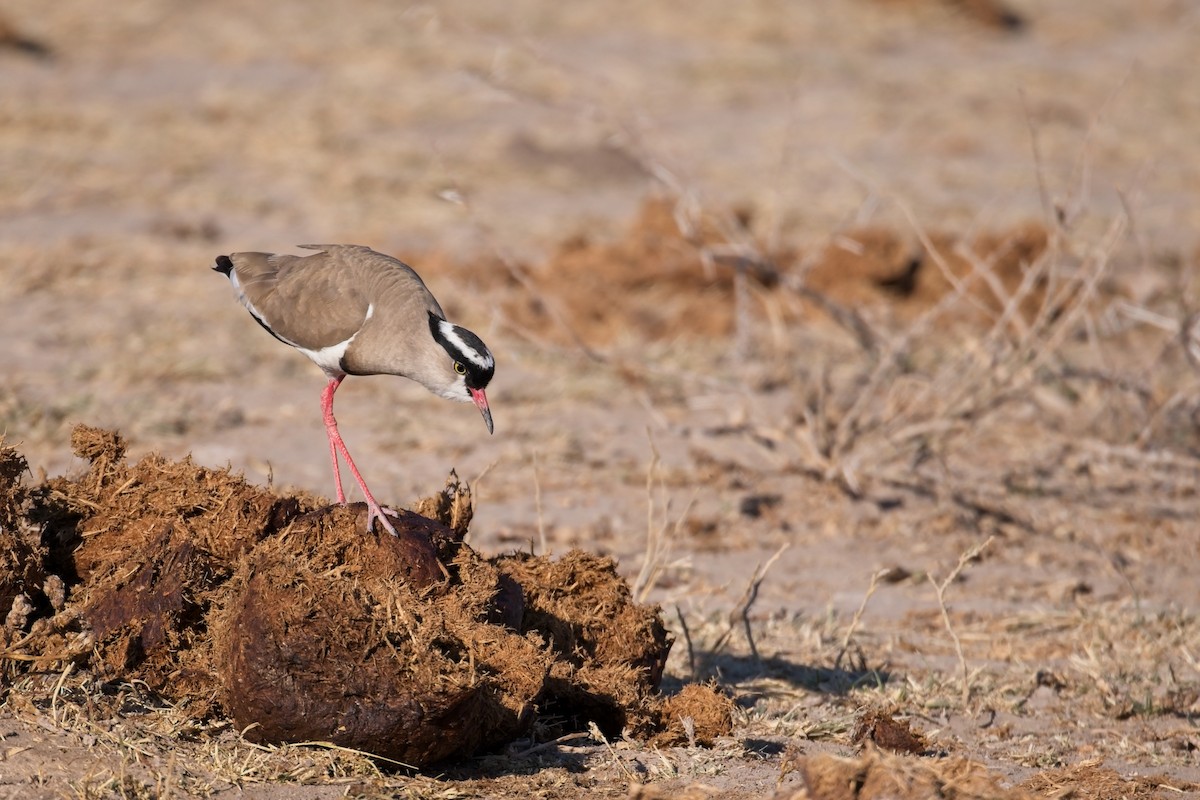 Crowned Lapwing - ML610194925