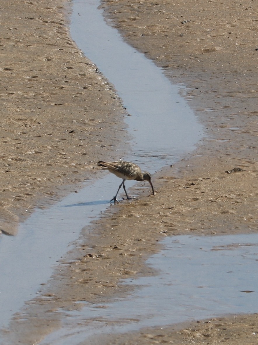 Far Eastern Curlew - ML610194933