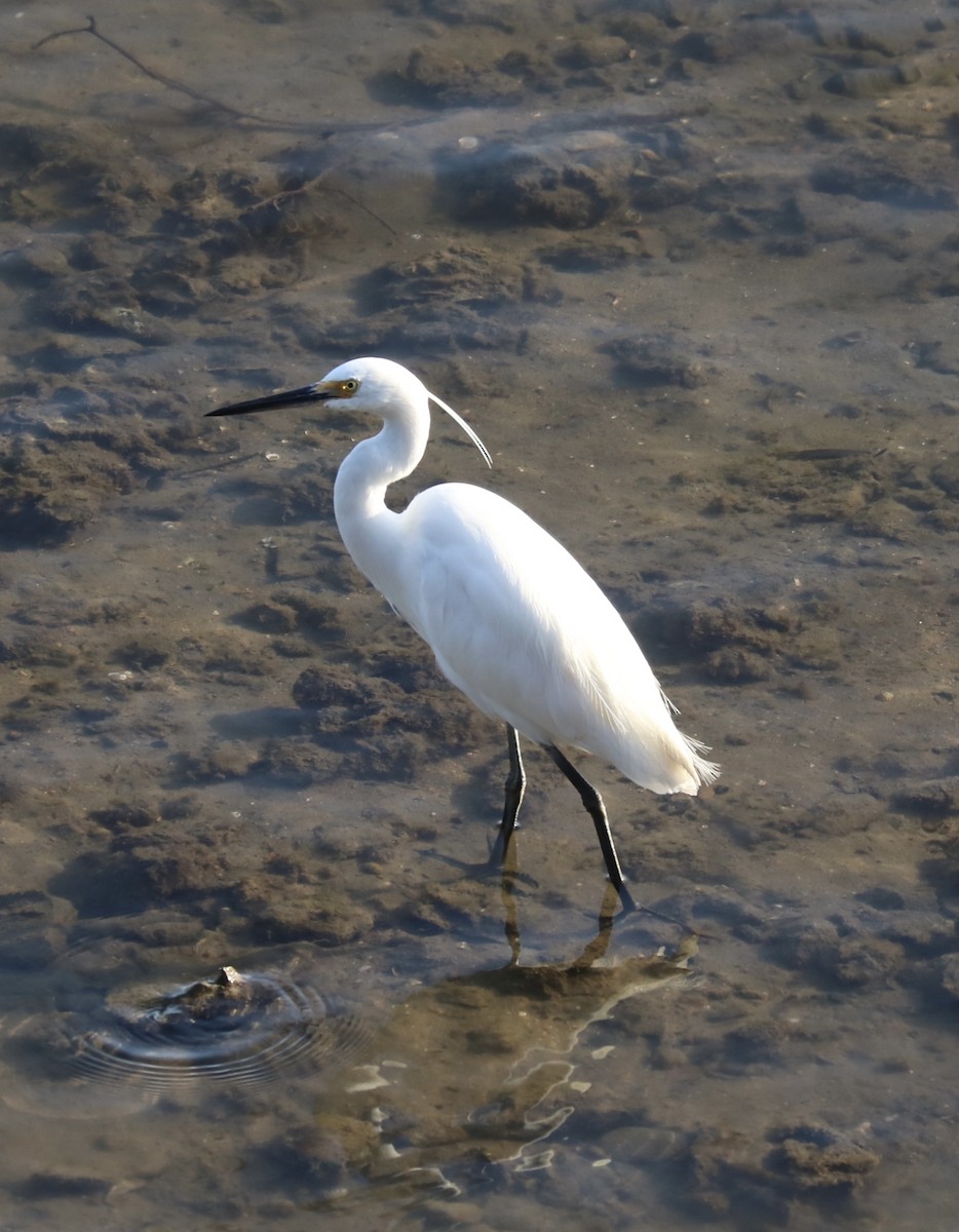 Little Egret - ML610194939