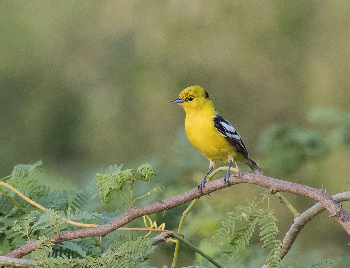 White-tailed Iora - ML610194941