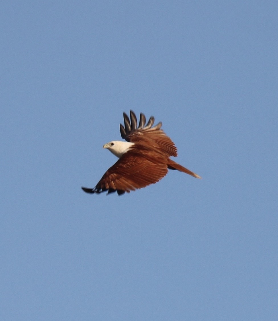 Brahminy Kite - ML610194945