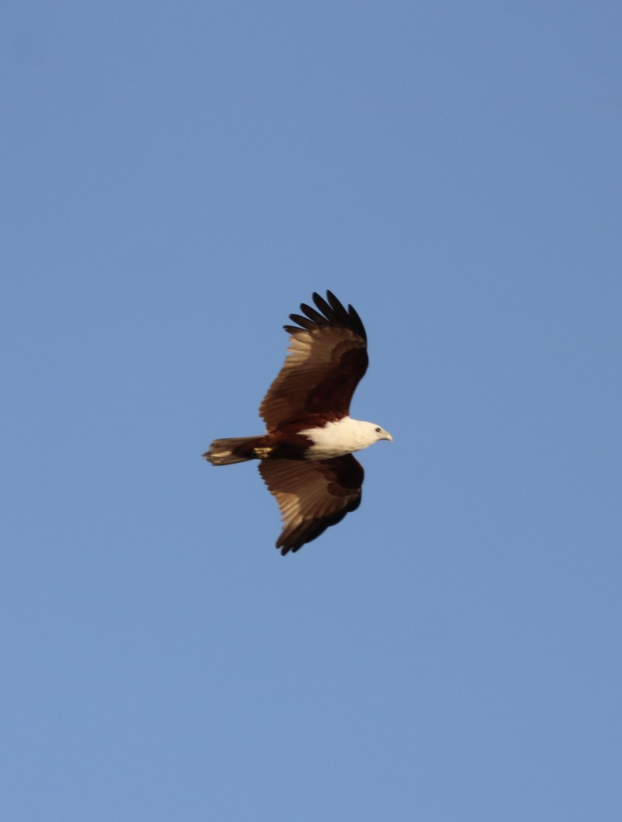 Brahminy Kite - ML610194946