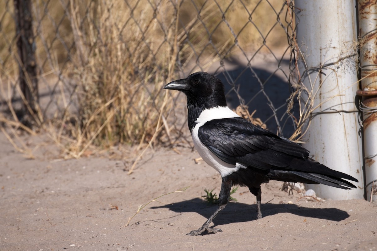 Pied Crow - ML610194948