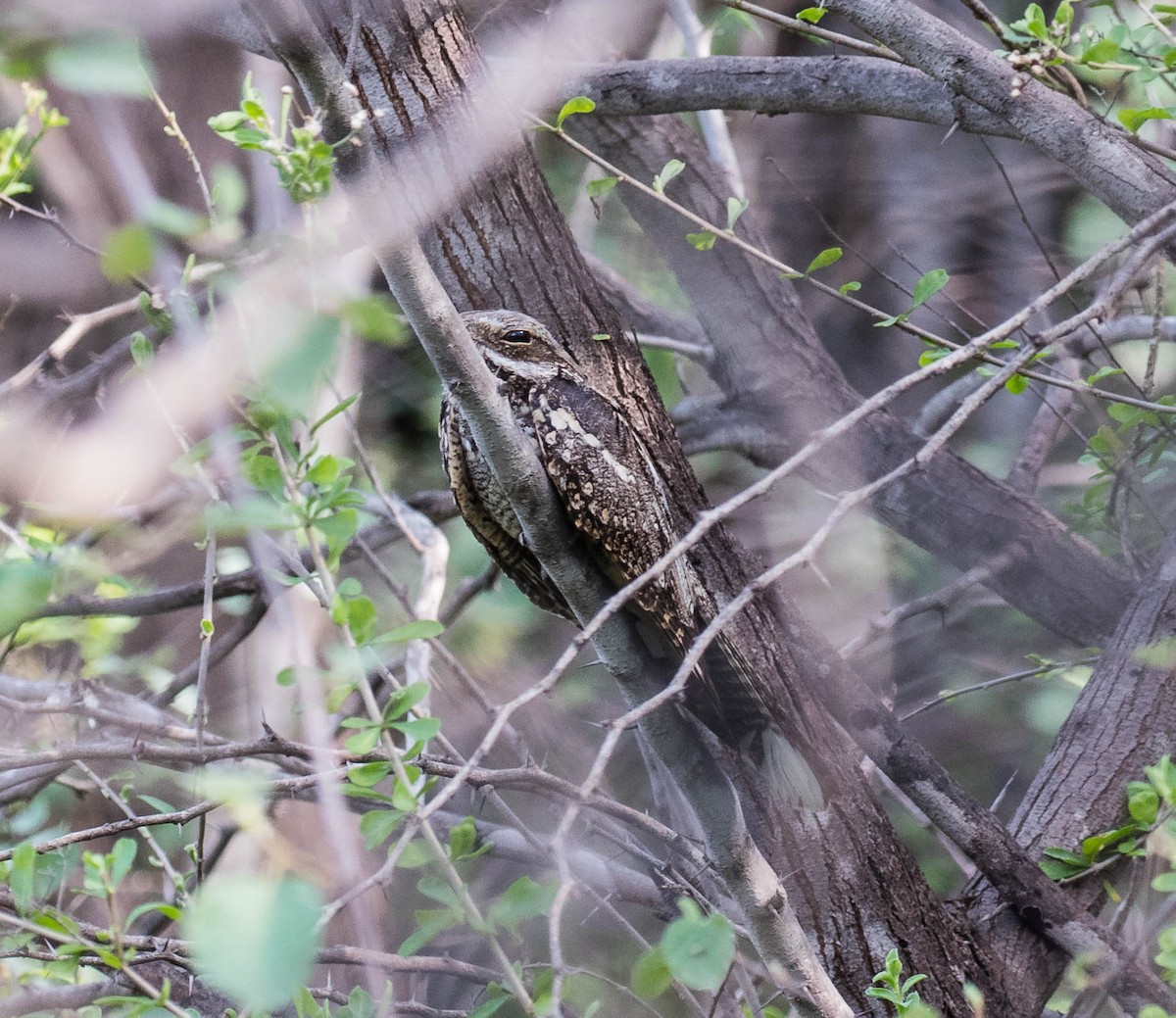 Eurasian Nightjar - ML610194950