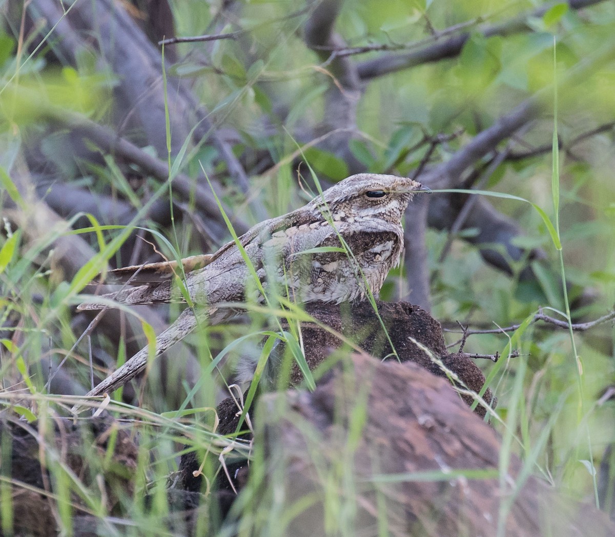 Eurasian Nightjar - ML610194951