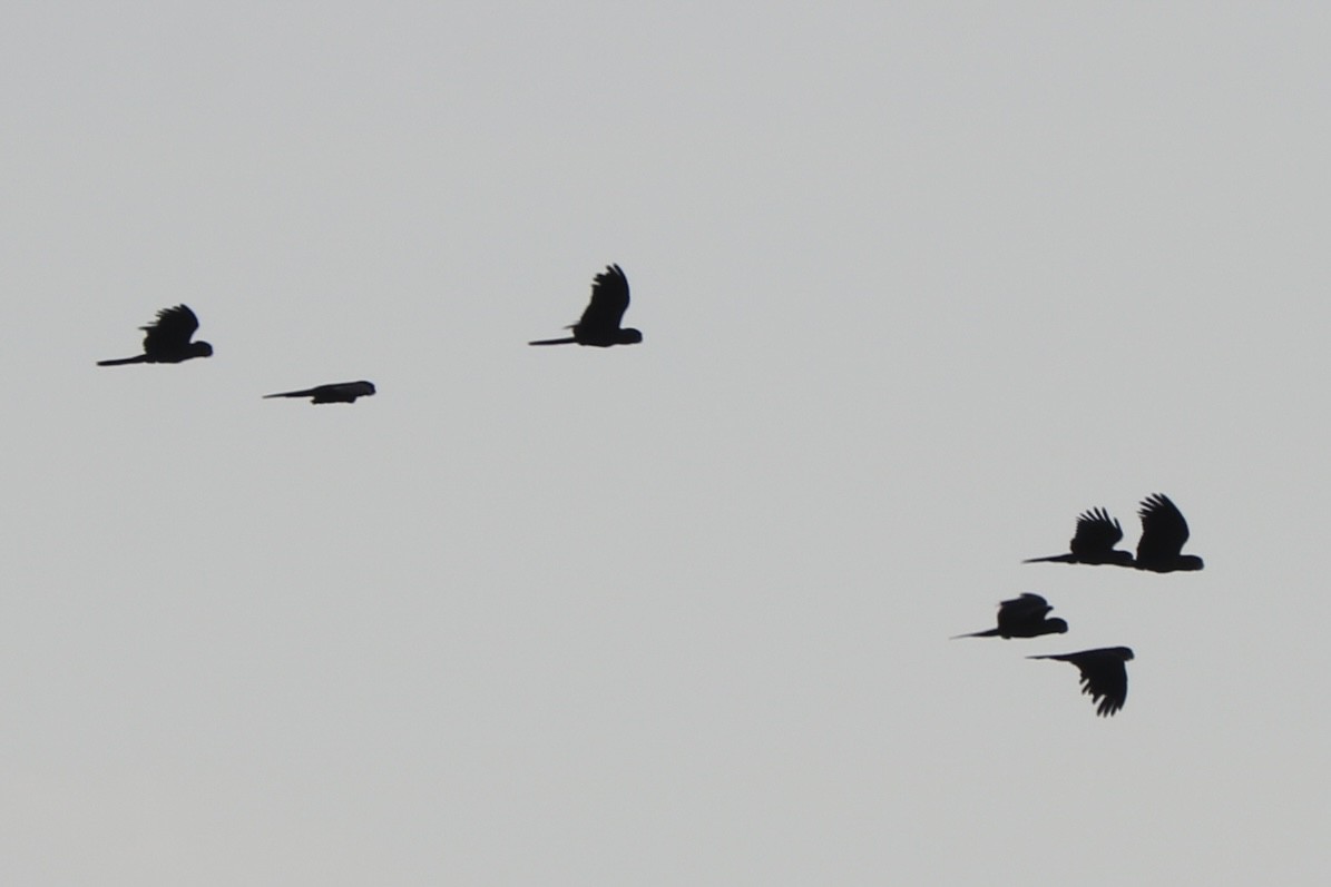 Red-tailed Black-Cockatoo - ML610194952
