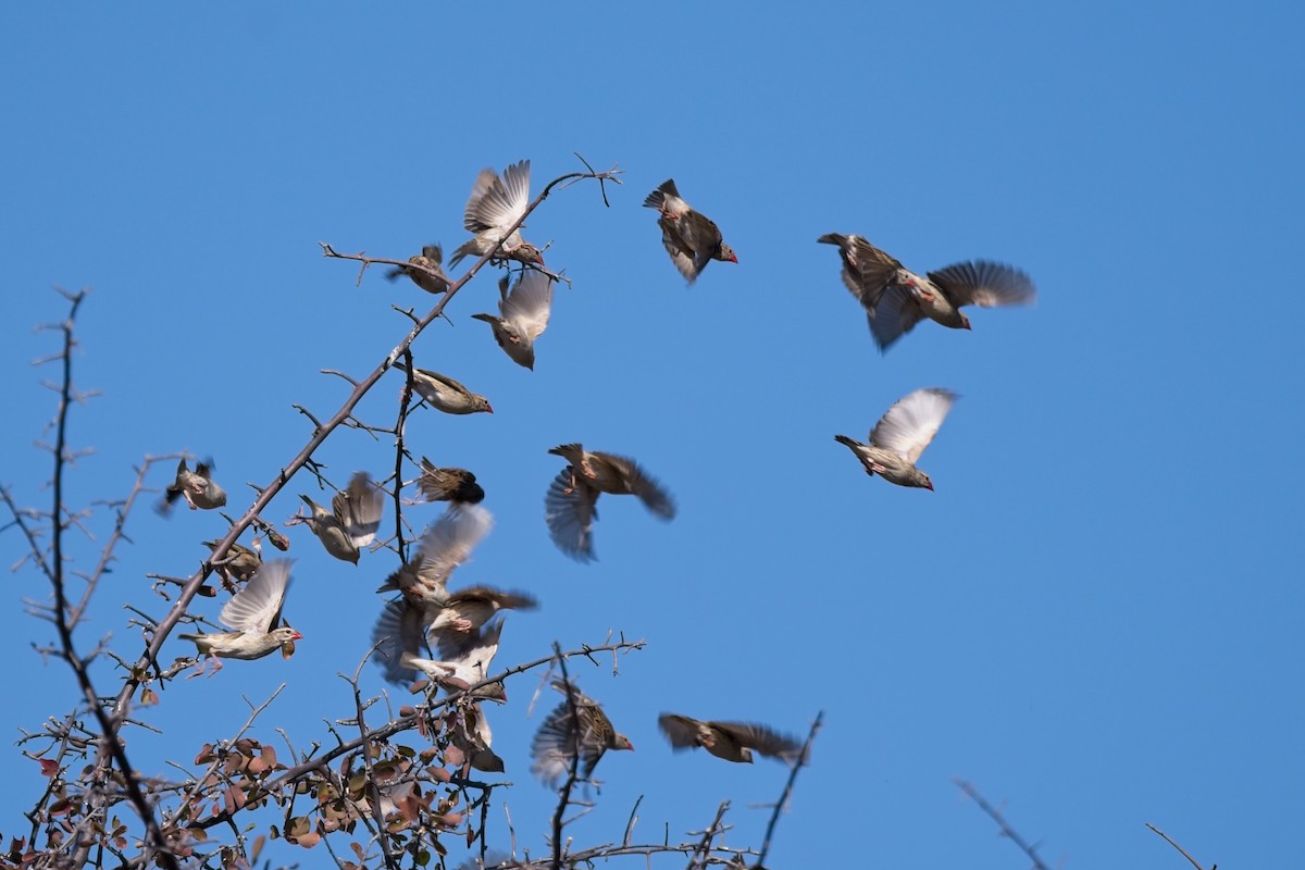 Red-billed Quelea - ML610194953