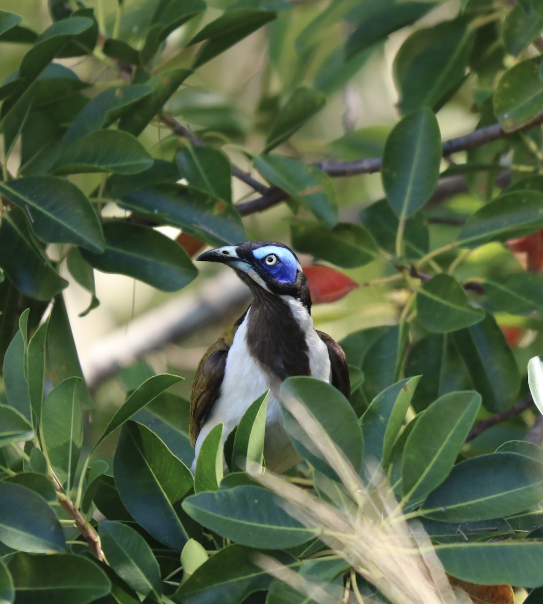 Blue-faced Honeyeater - ML610194956