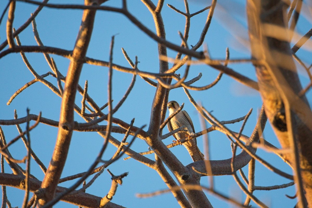 Red-necked Falcon - Paul McDonald